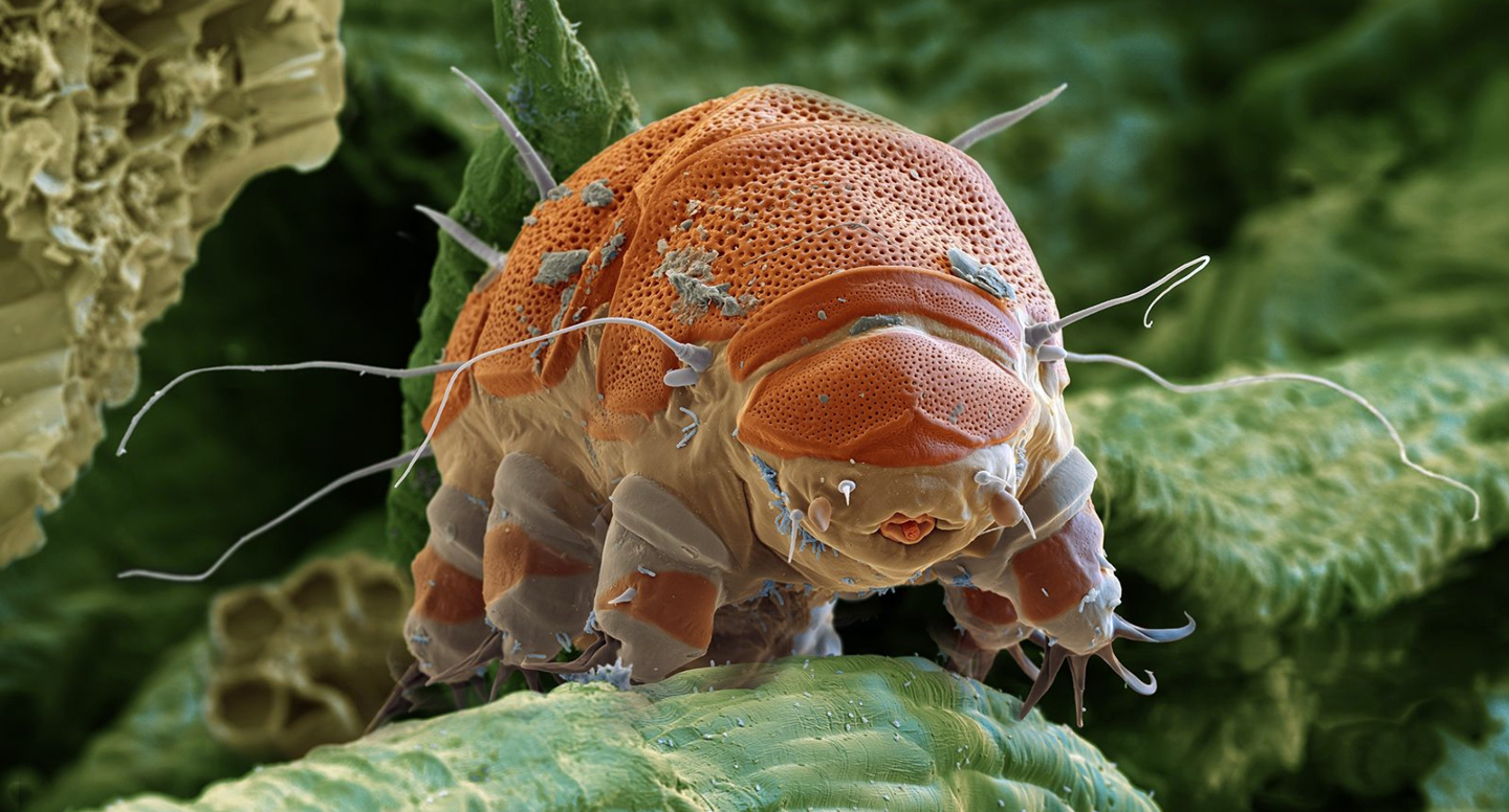 чем питается тихоходка