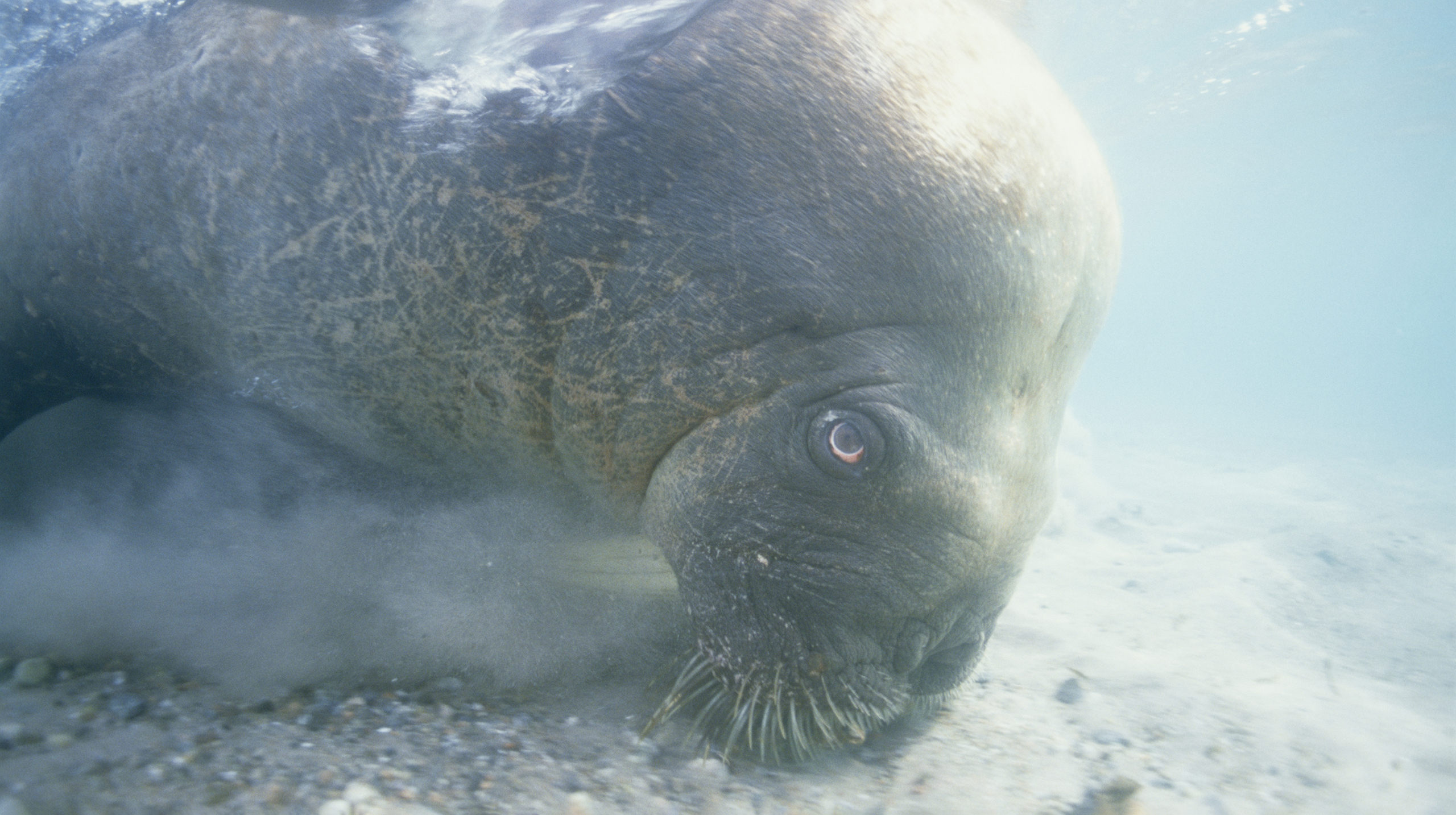 Чем питается морж