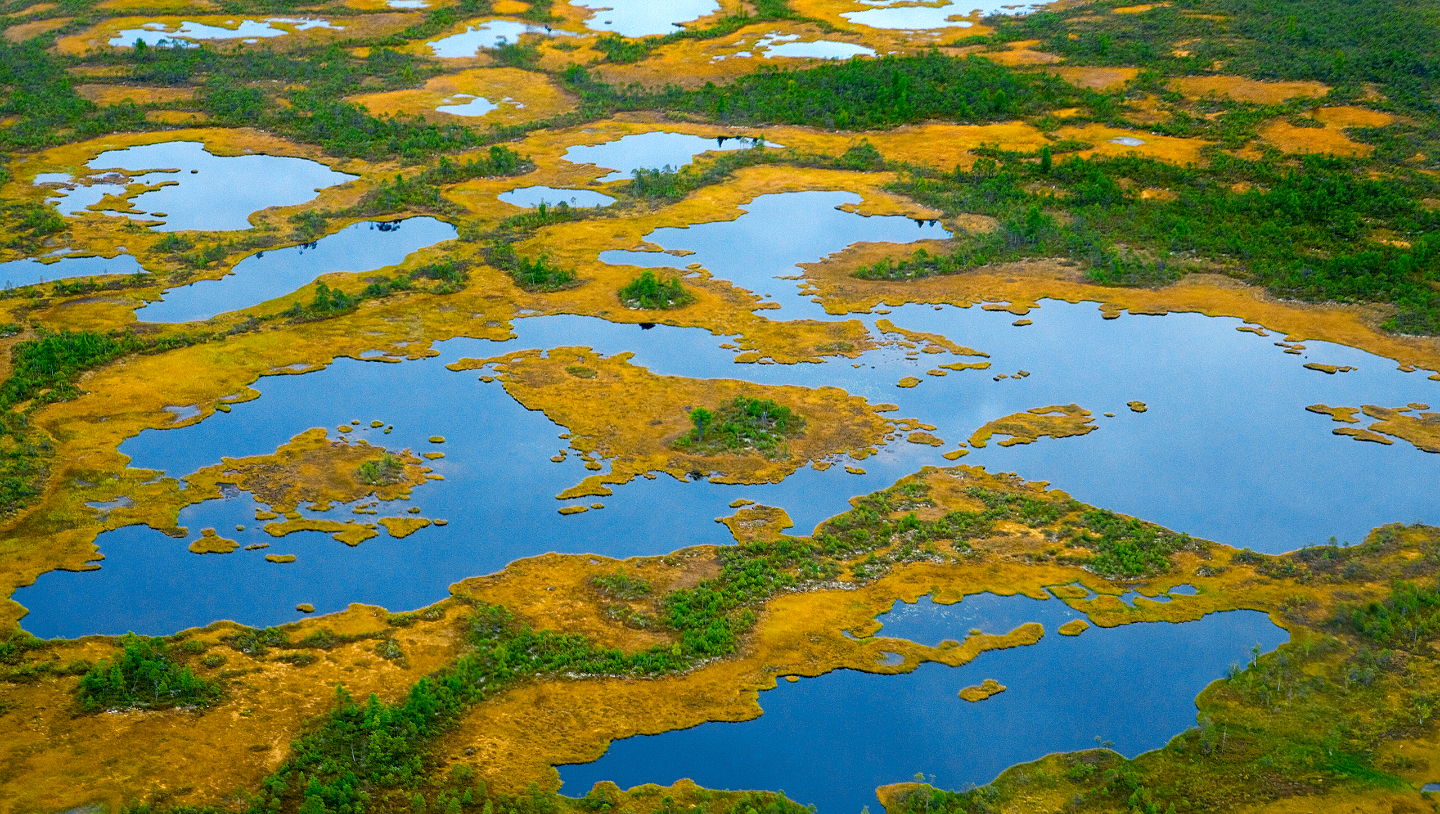 Может ли болото замерзнуть