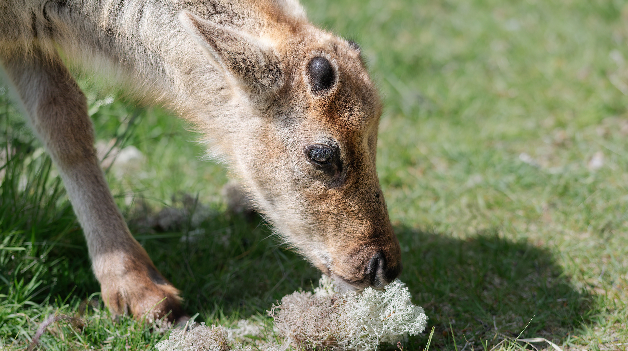 олеги и ягель