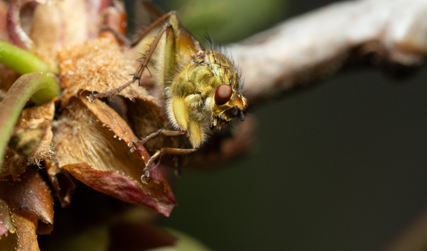 Лесная муха