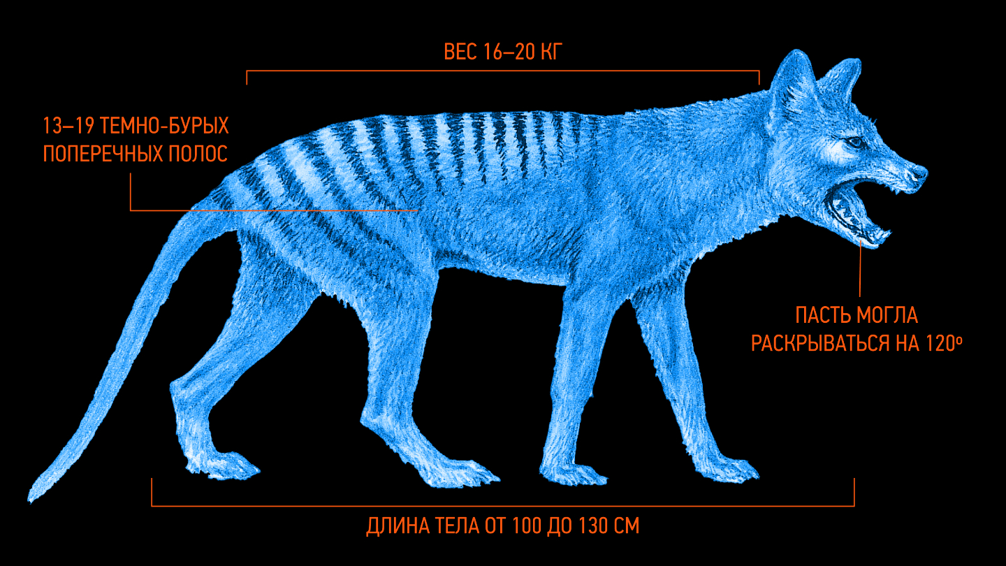 как выглядели сумчатные волки
