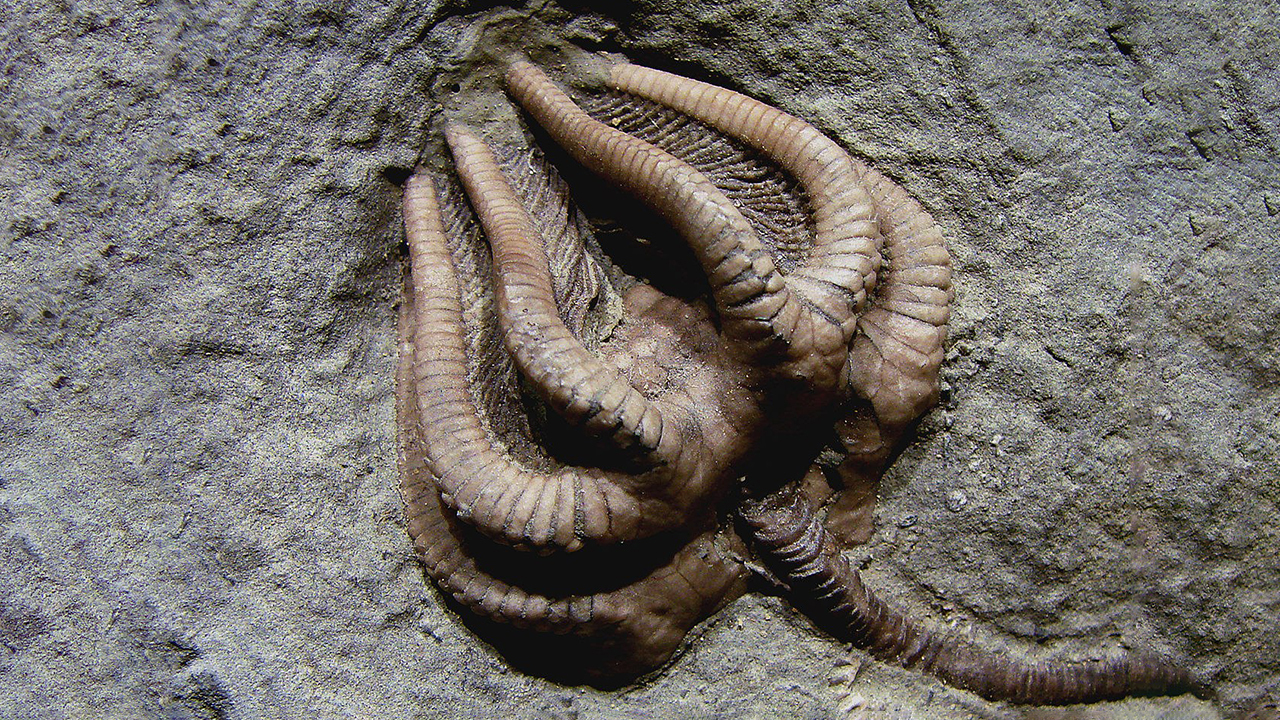 Массовое вымирание