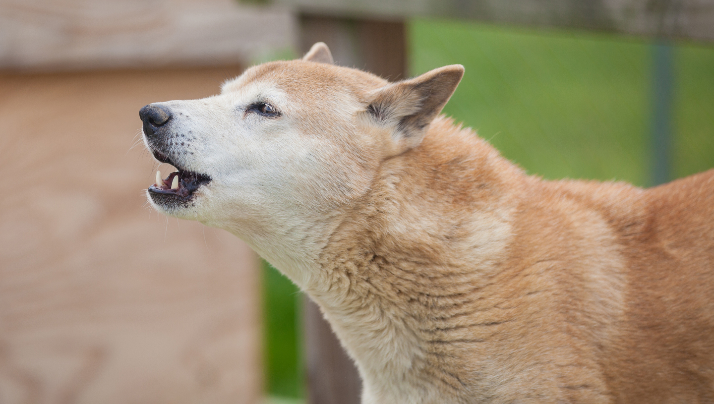 новогвинейская поющая собака