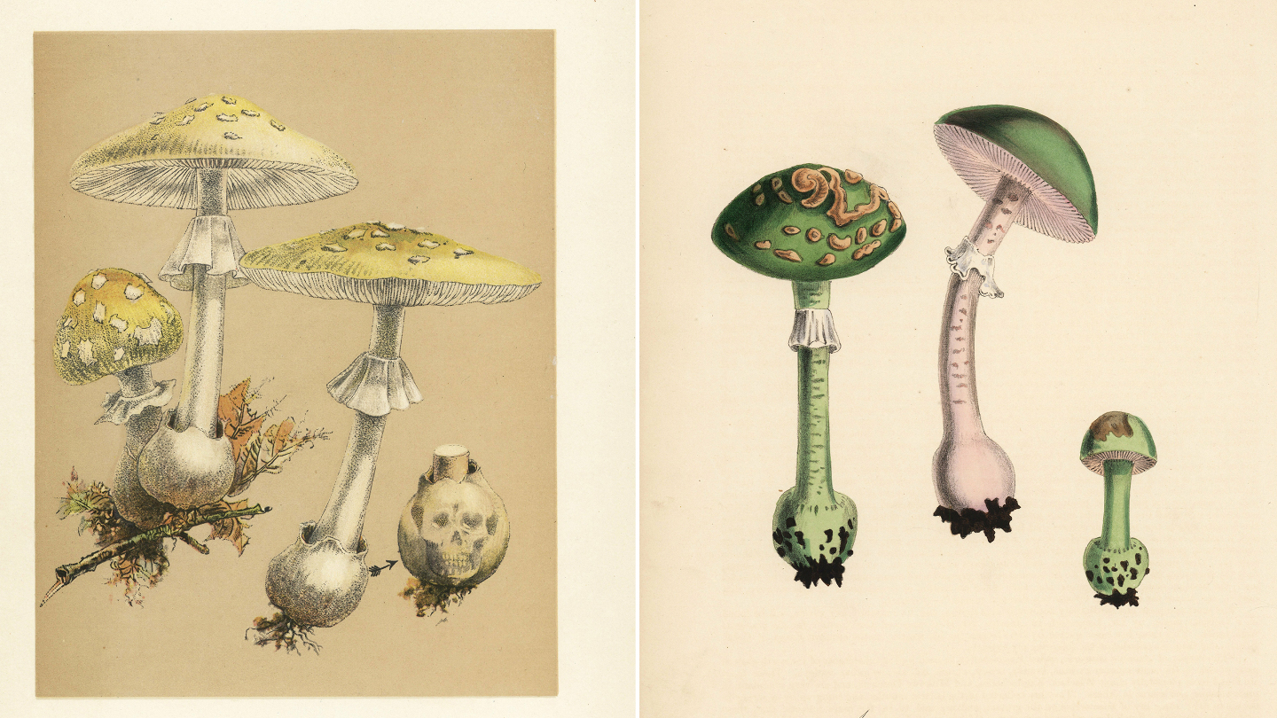 происхождение