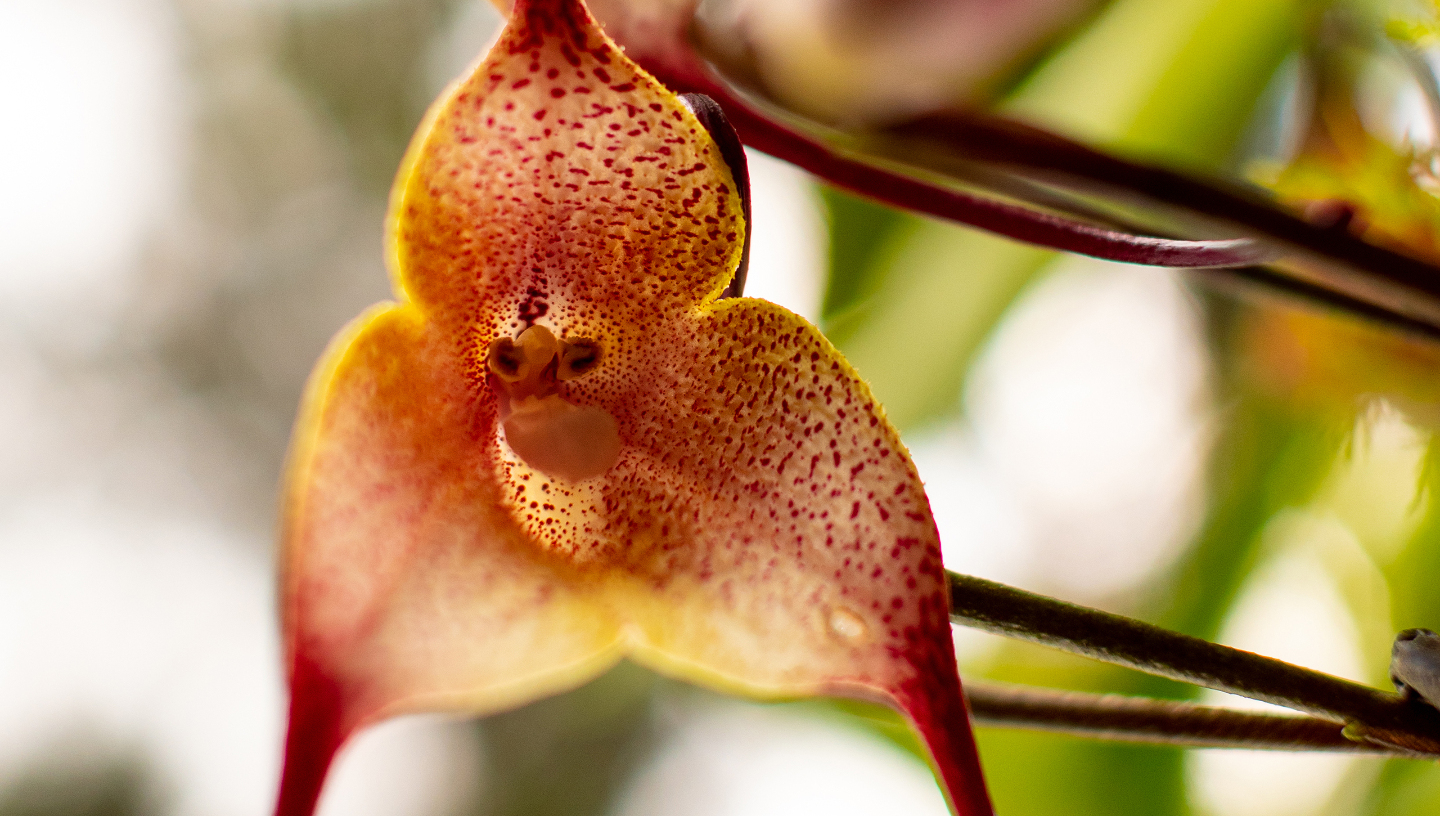 обезьяньи орхидеи