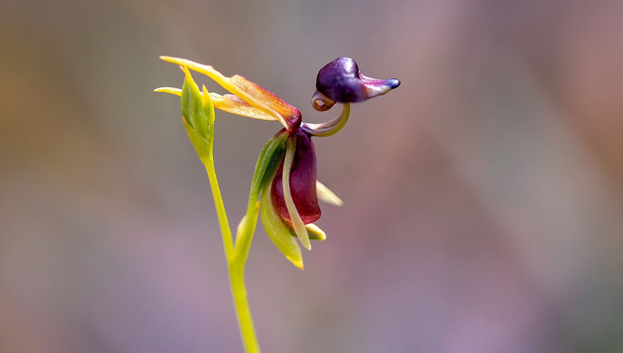 Цветущая уточка