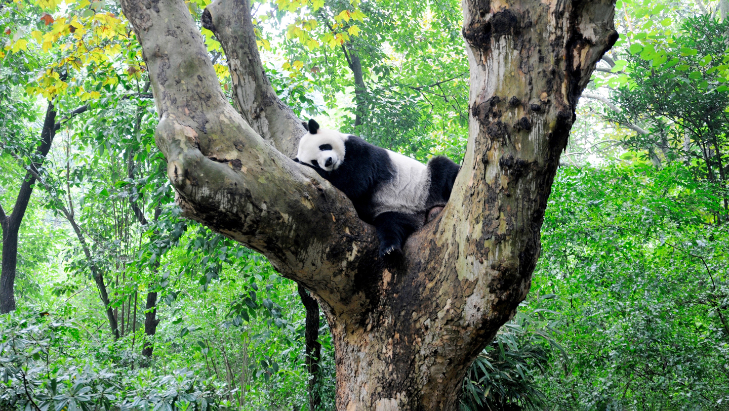 Панда из Московского зоопарка