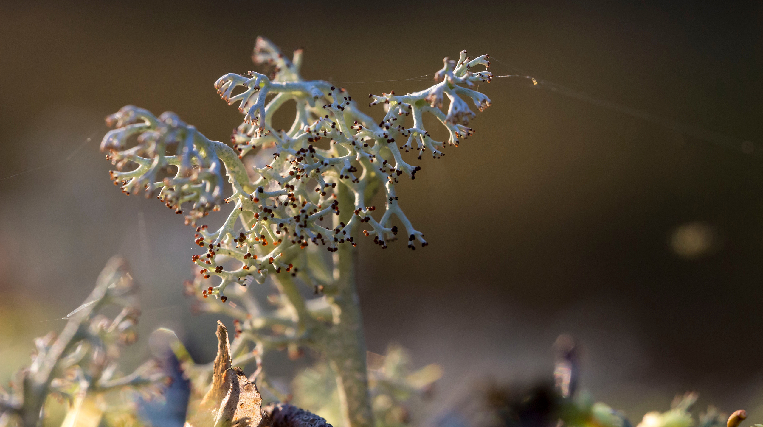 жизненный цикл ягеля