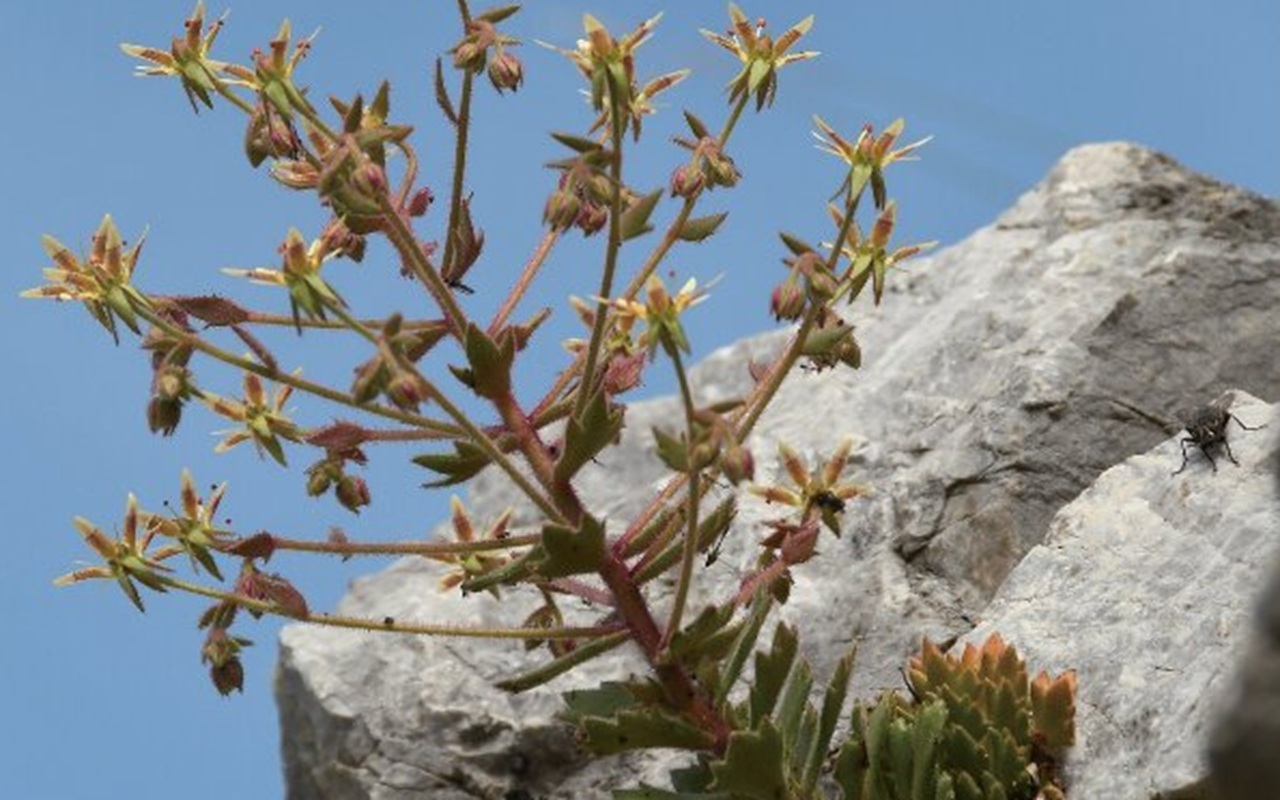 Saxifraga candelabrum