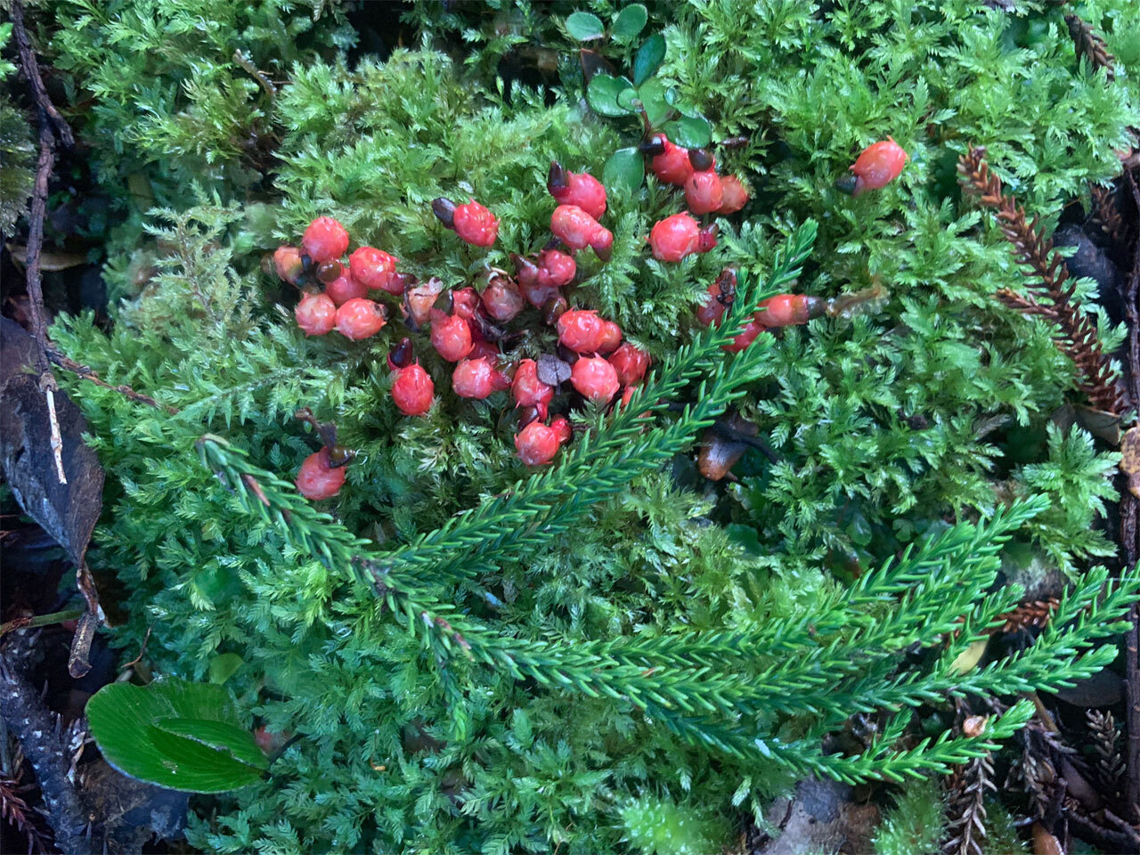 Суперфуд вдохновил редчайших нелетающих попугаев на брачный бум