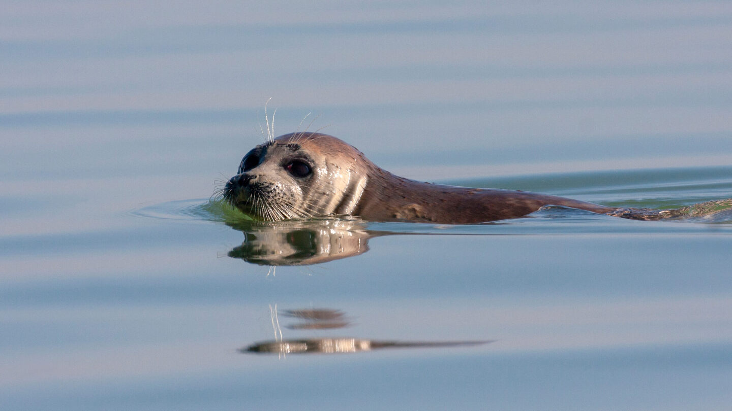 Чем грозит обмеление Каспийского моря