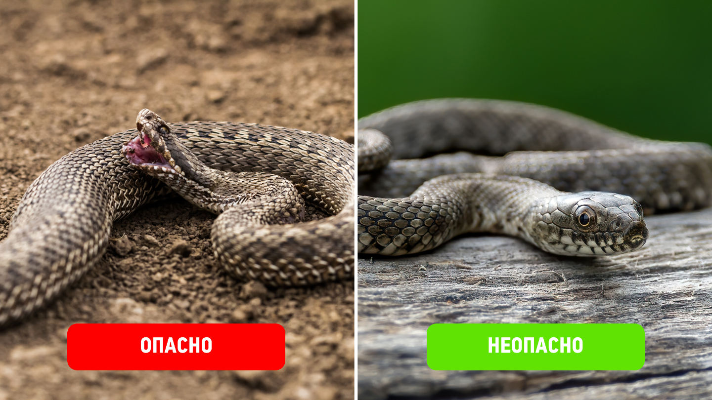 годюка и уж