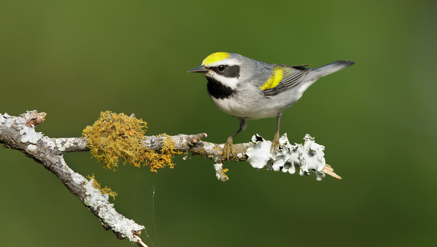 Золотокрылые пеночковые певуны