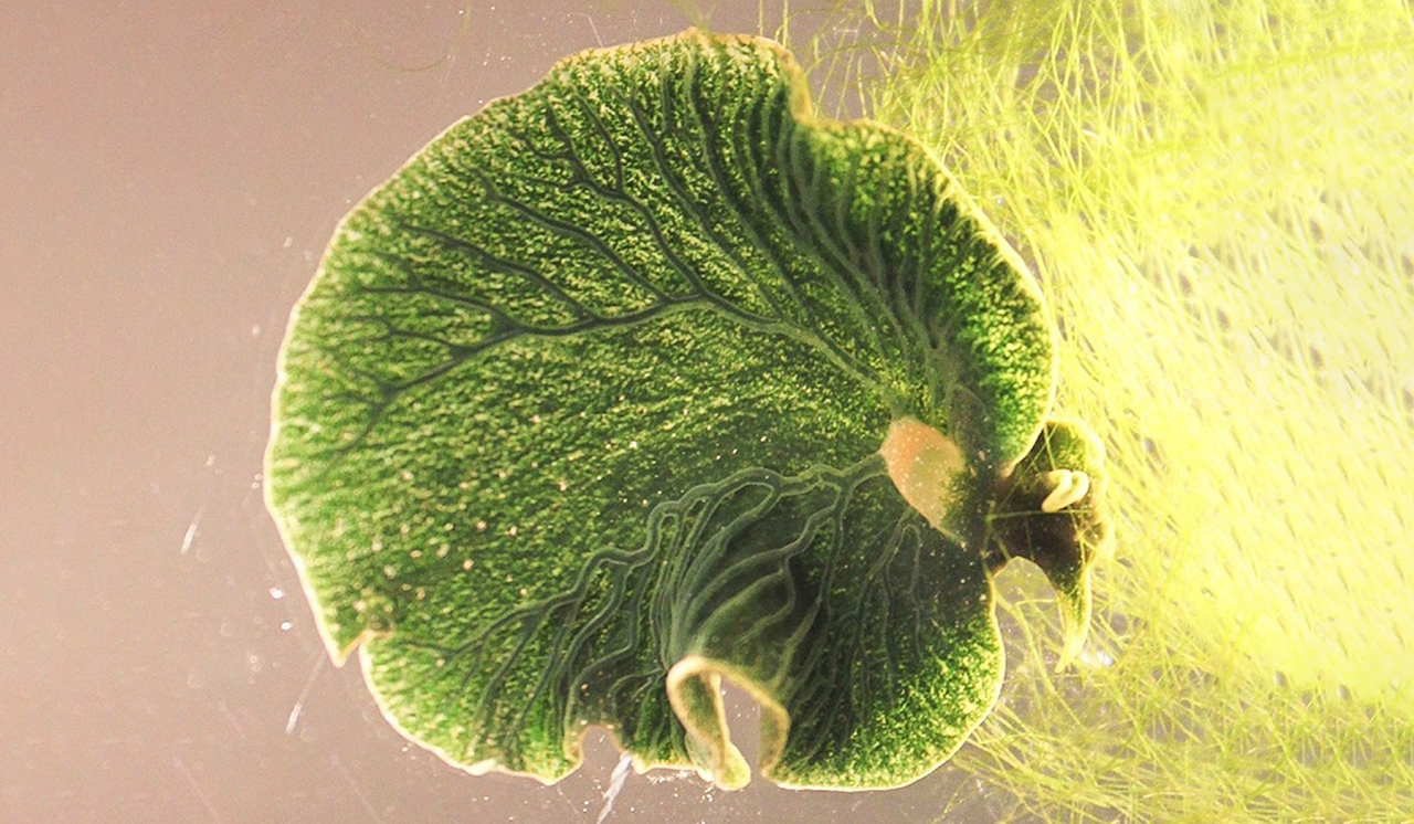 Морской слизень Elysia chlorotica 