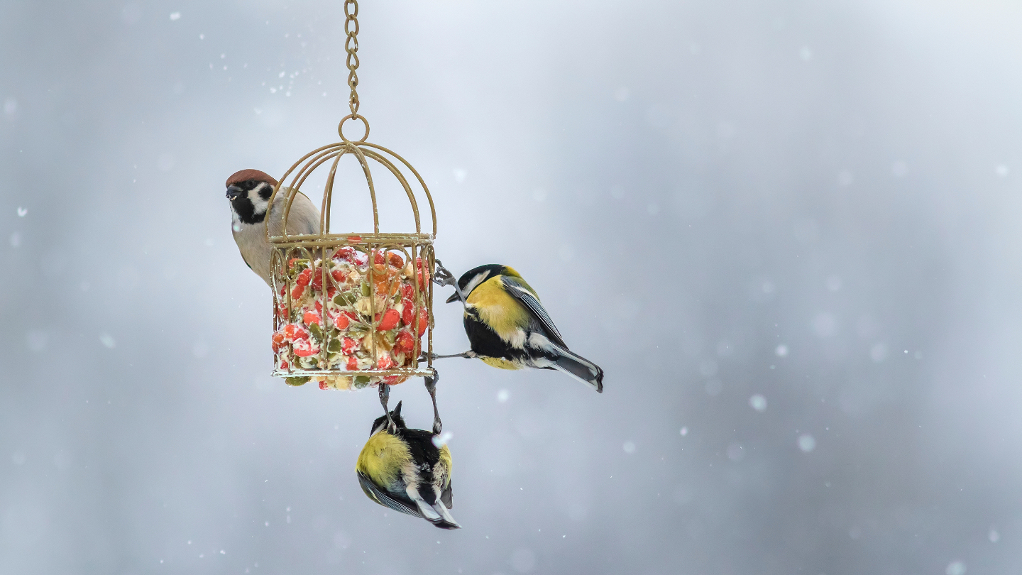 Зимние фотографии из жизни животных снегу, Vaclav, Vladymyr, Ondrej, Bachkova, ктото, зимой, стадо, исландских, будить, Небольшое, ProsickyShutterstockFOTODOMВетреный, лошадей, тигра, амурского, пробежка, BurdiakShutterstockFOTODOMБодрящая, преображает, весны, nataliatamkovichShutterstockFOTODOMА