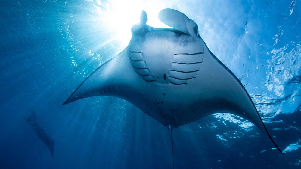 гигантский скат