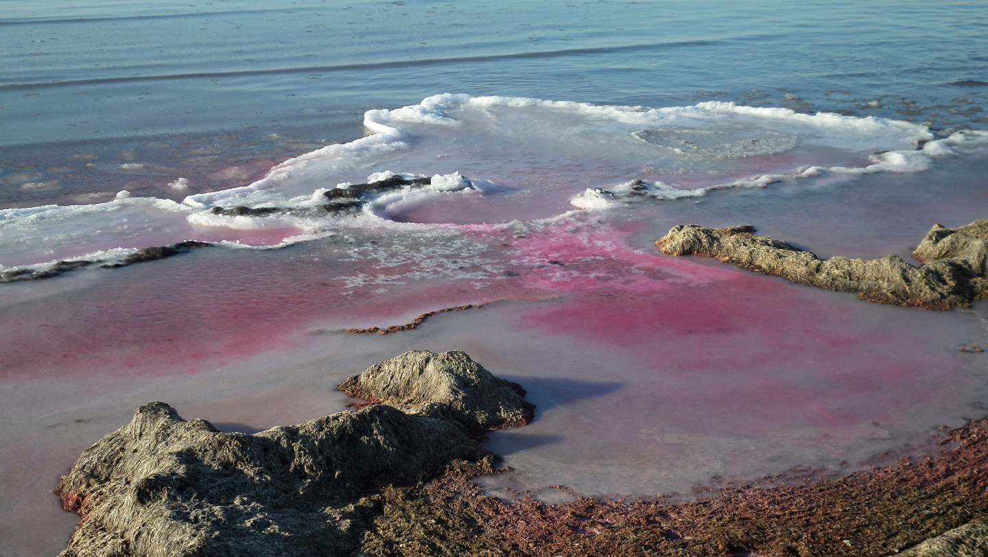 Фиолетовый лед на берегу Каспийского моря. Казахстан