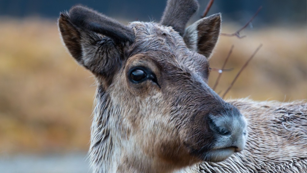 Северный олень