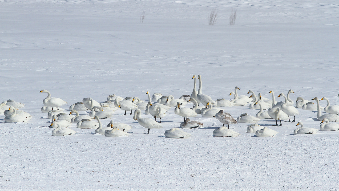 как животные реагируют на холод