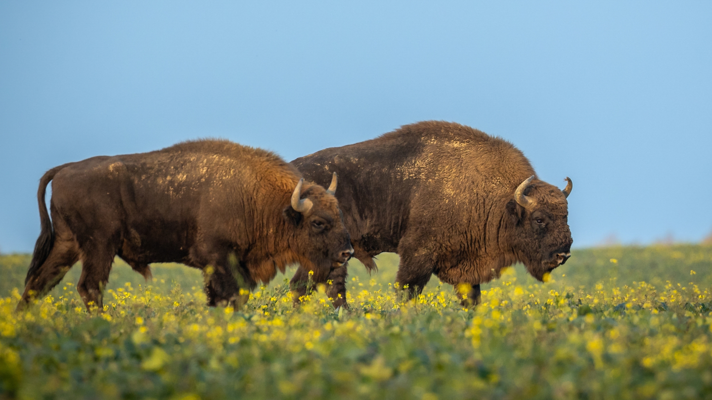 Беловежская пуща