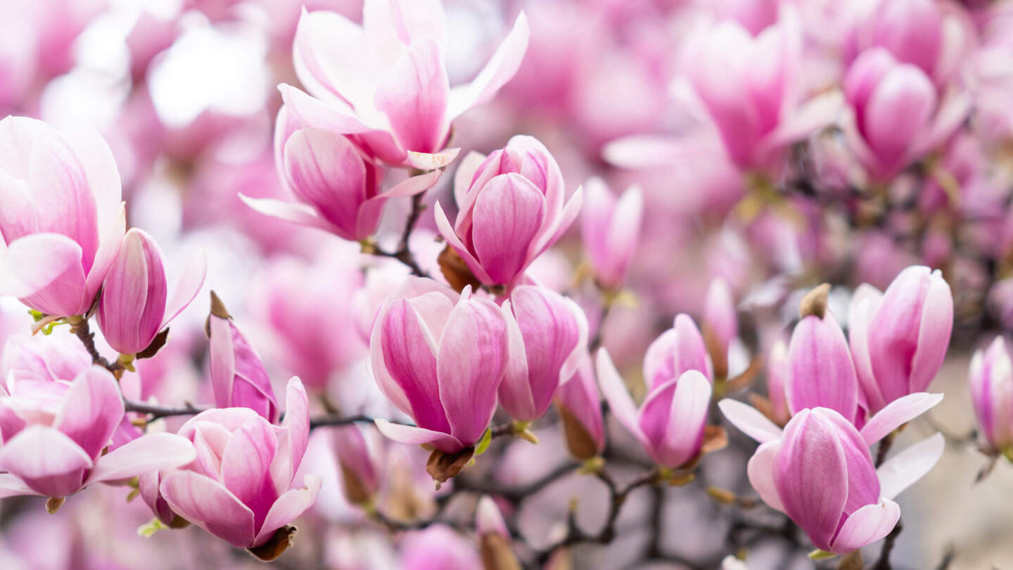 Магнолия Суланжа