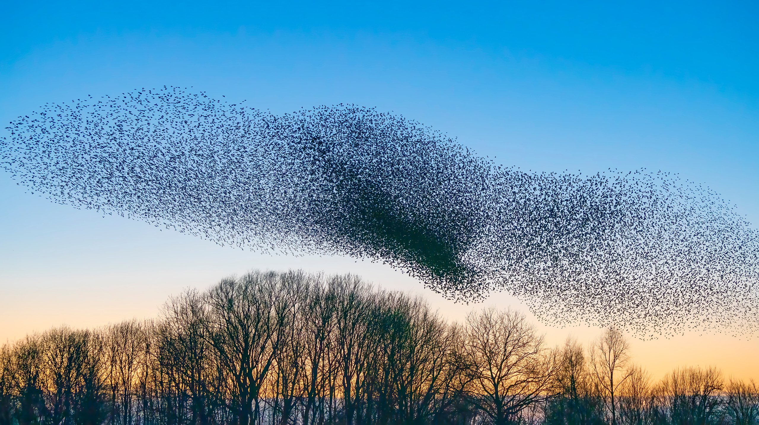 Мурмурация птиц