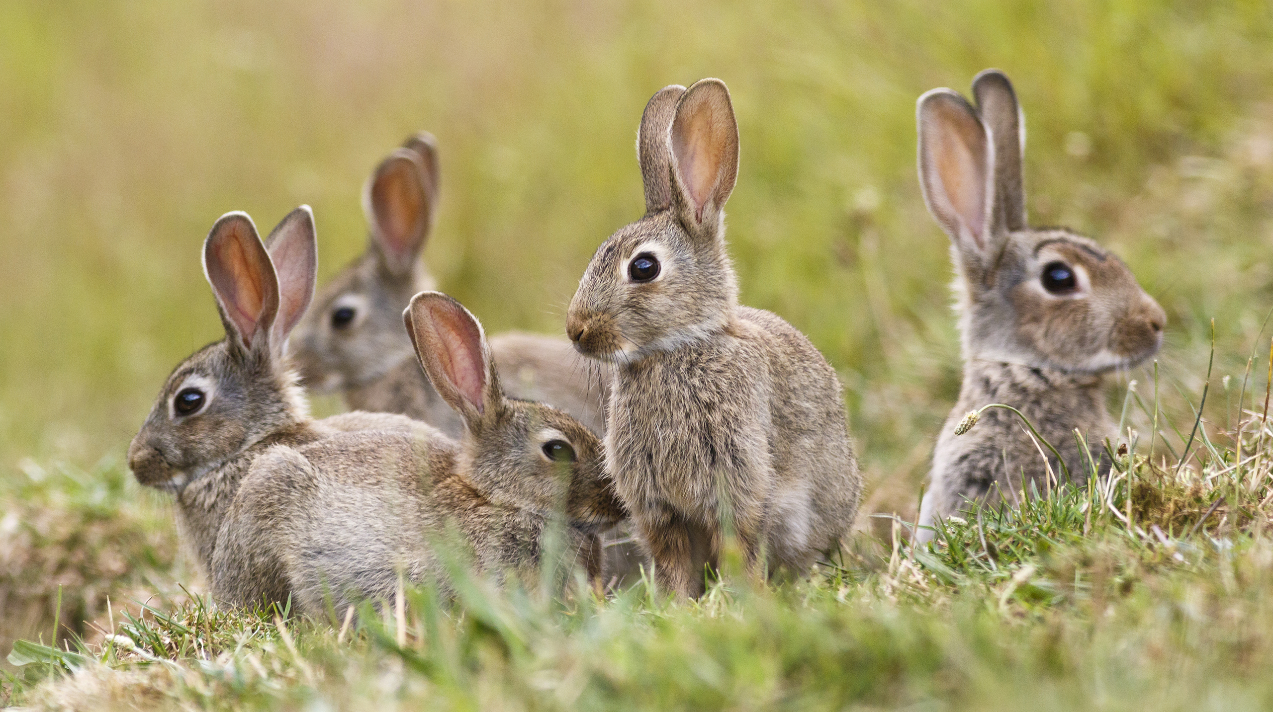 Группа кроликов