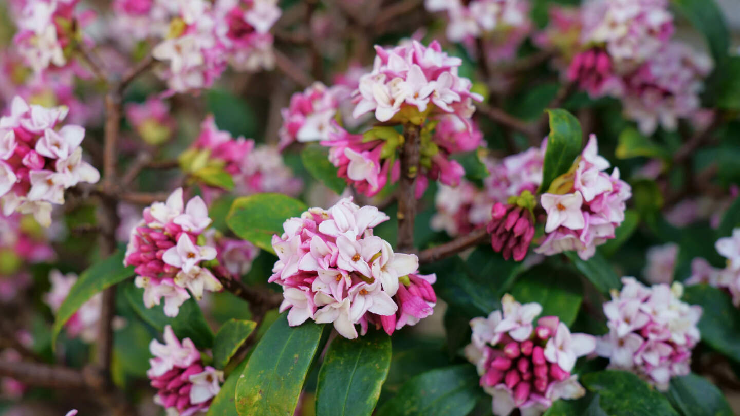 Волчеягодник душистый