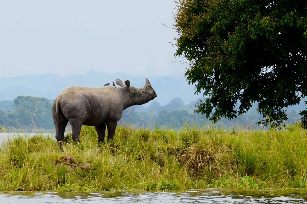 Rhinoceros sinhaleyus