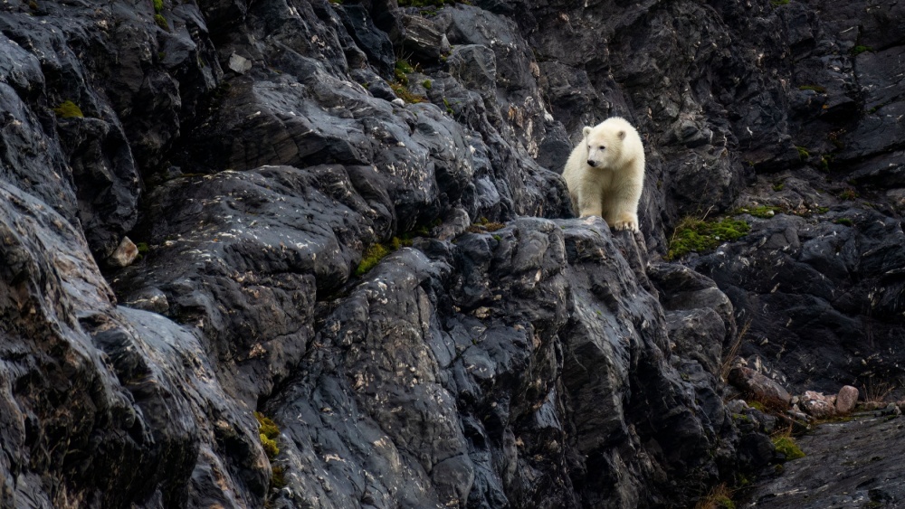 белый медведь