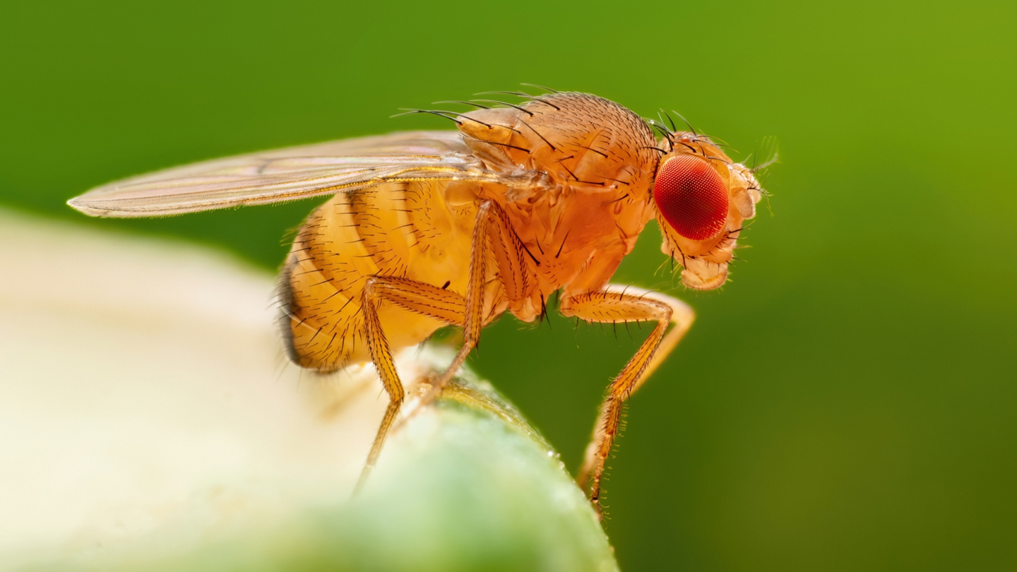 Плодовые мушки