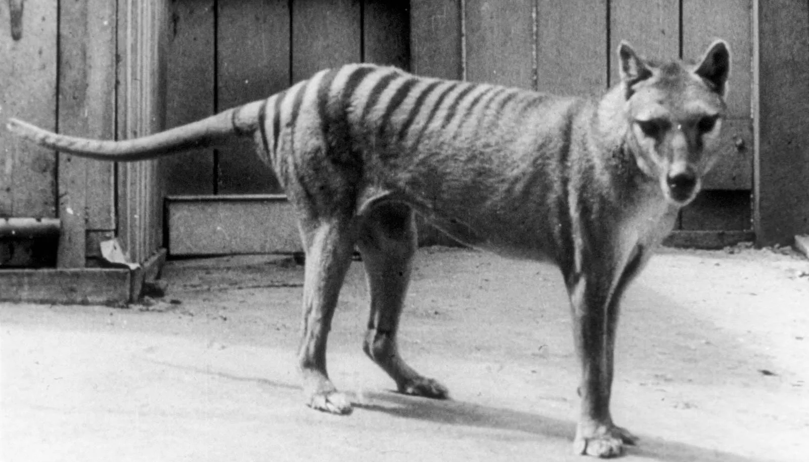 сумчатый волк