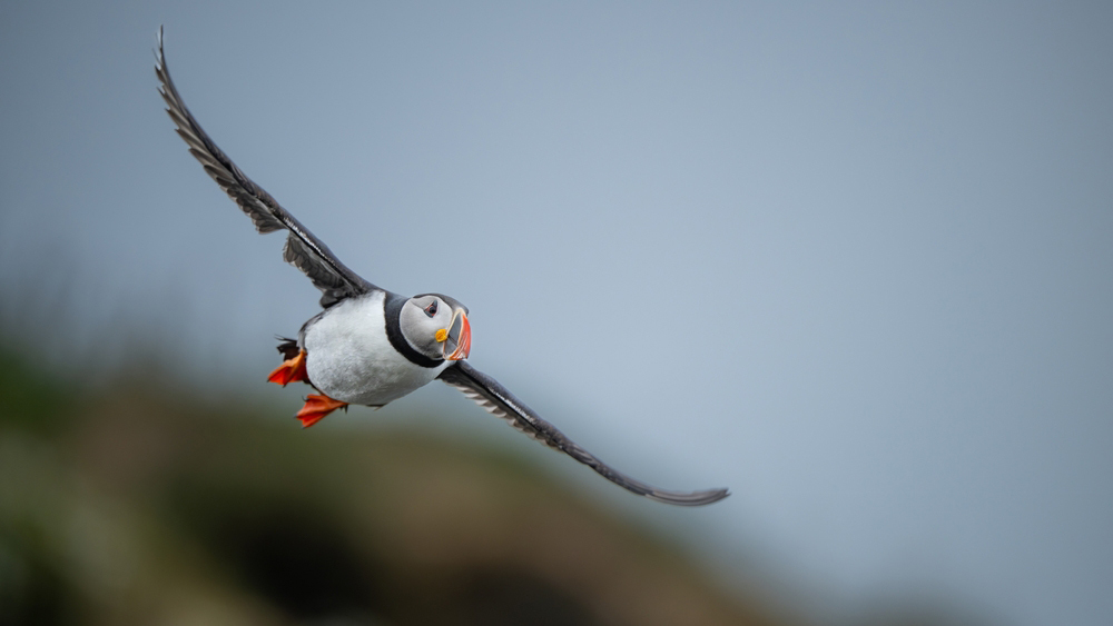 птицы, пляж, европа