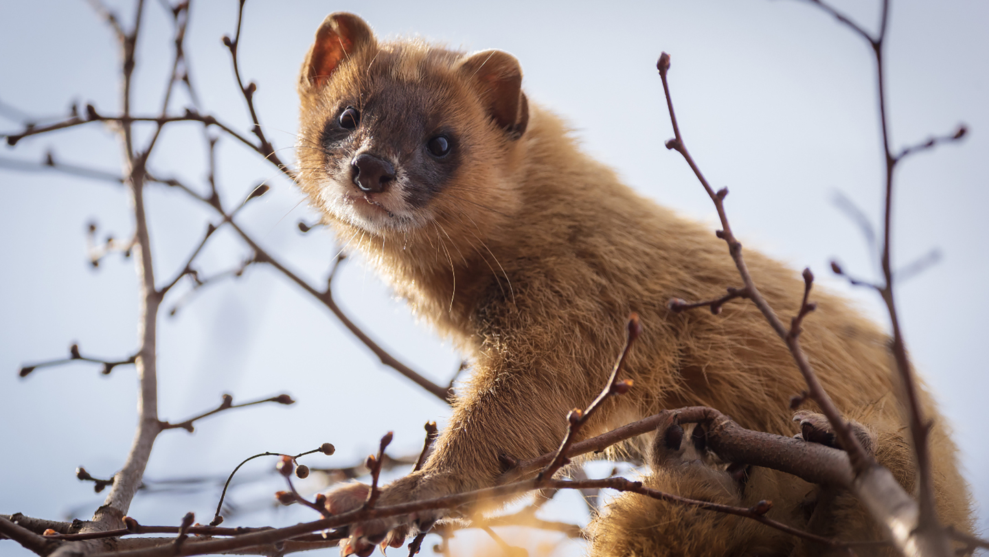 Сибирский колонок в Муравьевском парке, Амурская область 