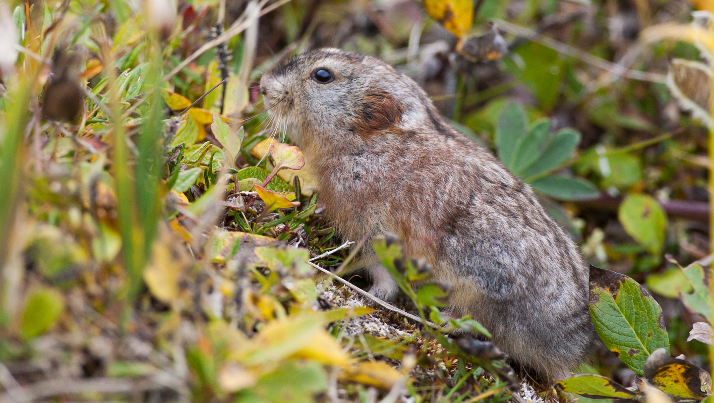 Гренландский лемминг