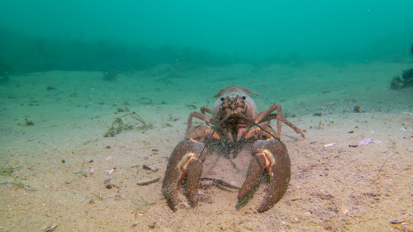 Раки зимуют