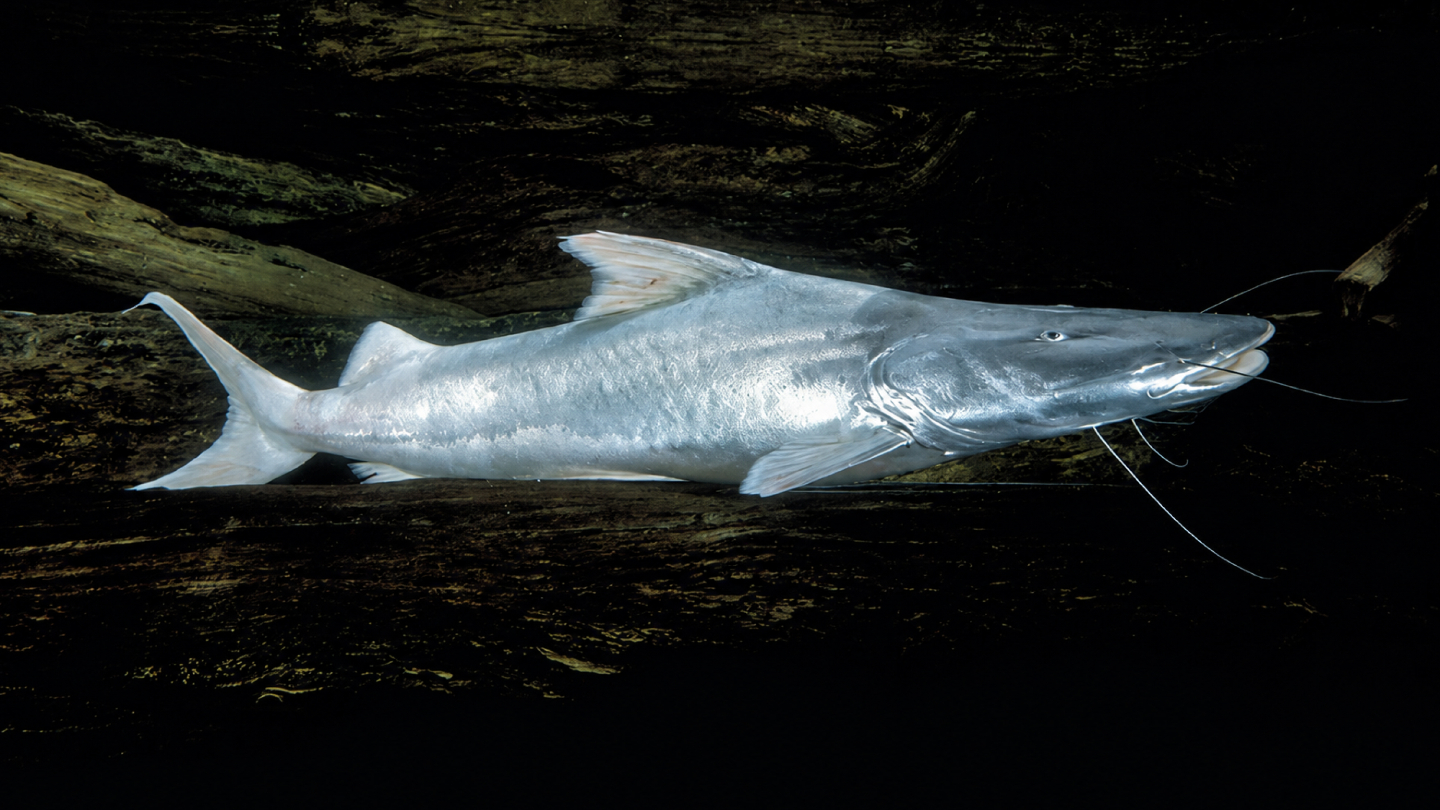 Brachyplatystoma rousseauxii