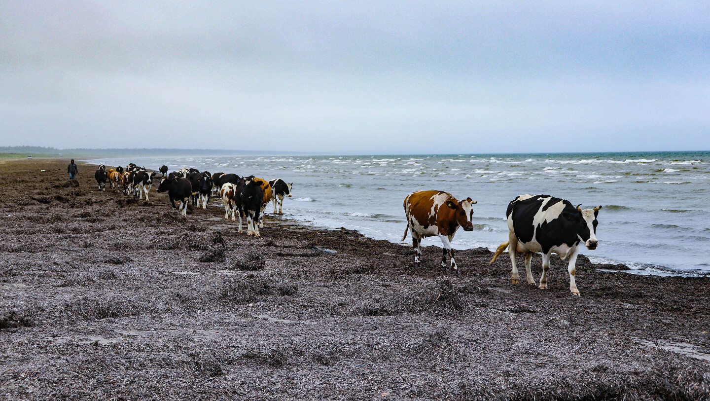 Море и телки. Прогулка стада местных коров с пастбища вдоль океанского берега острова Кунашир Курильского архипелага.