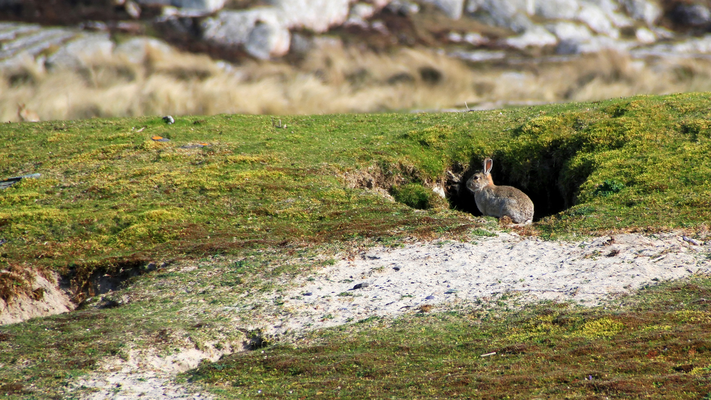 размножение