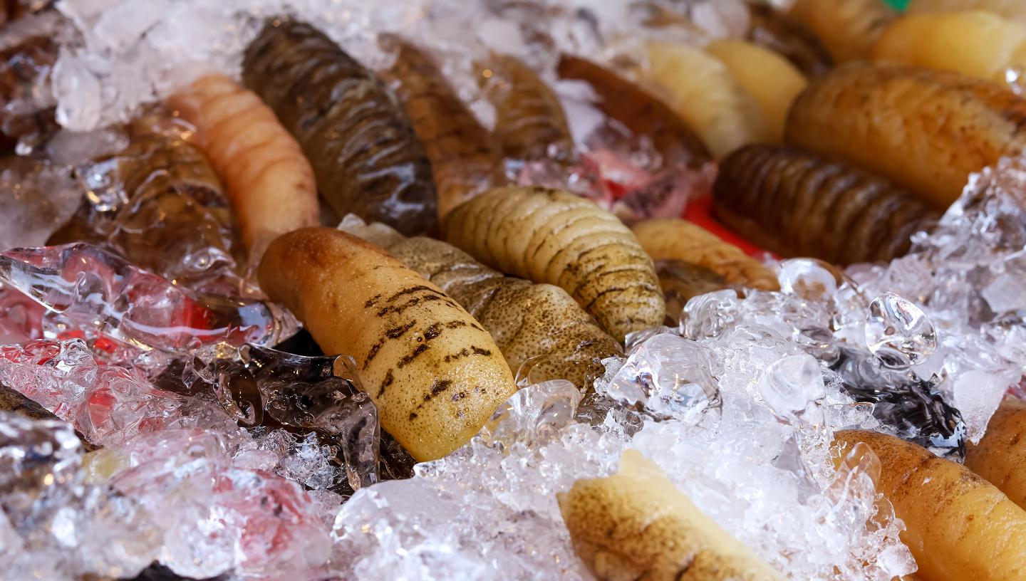 Как люди используют морской огурец