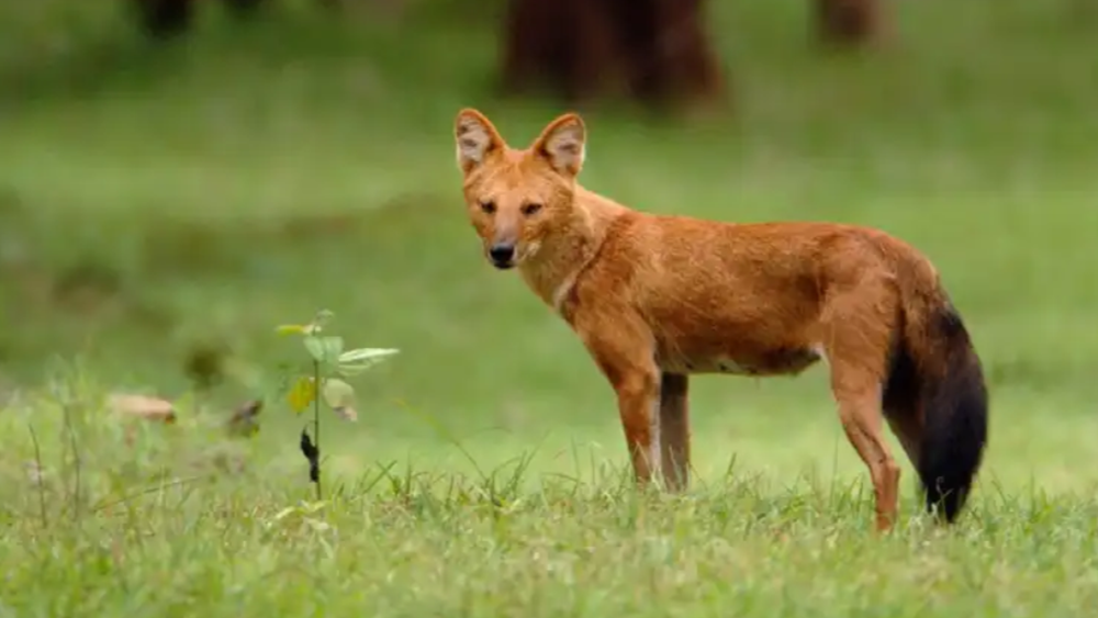 красный волк