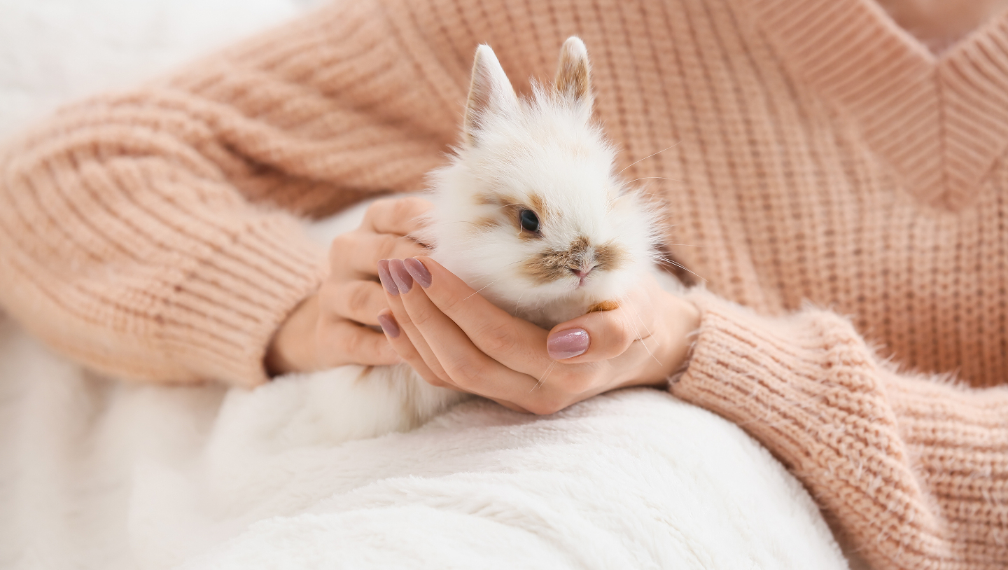 домашние кролики