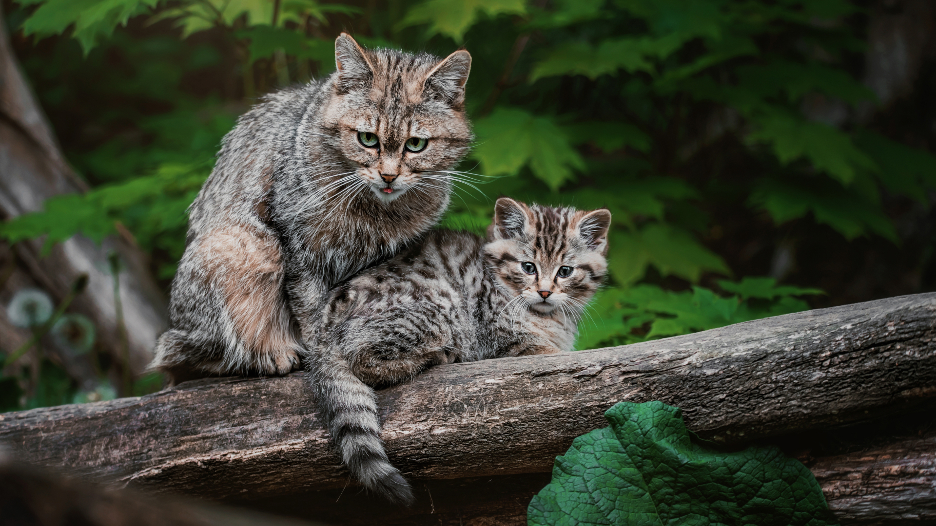 Лесная кошка