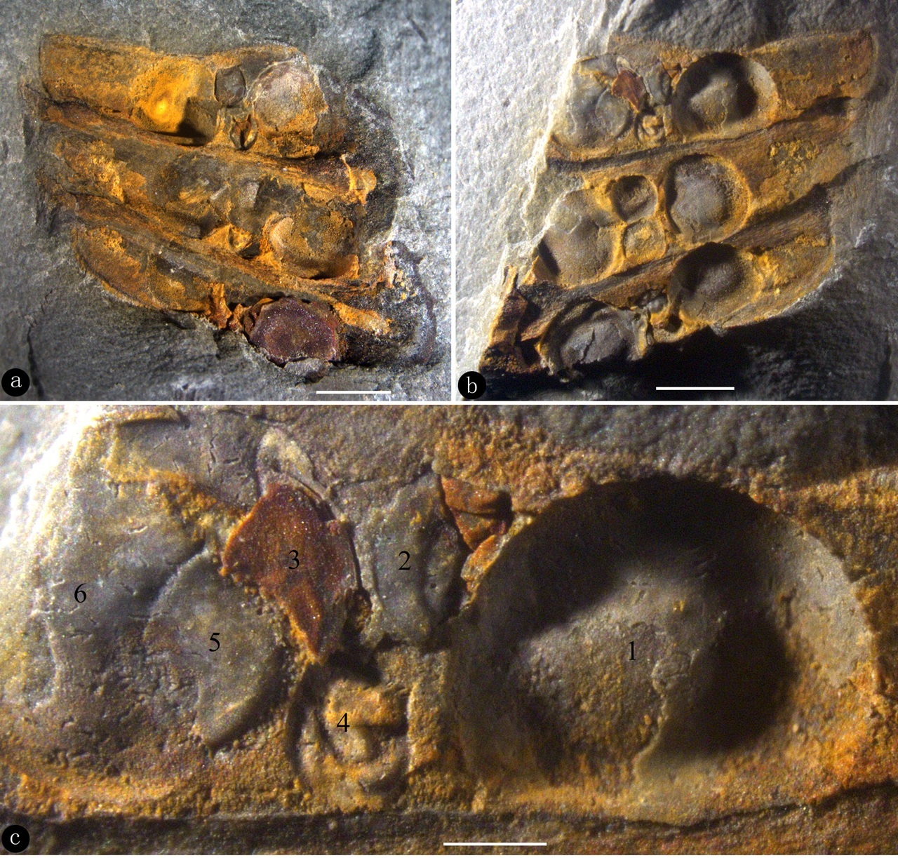 Permocarpelloides shuozhouensis