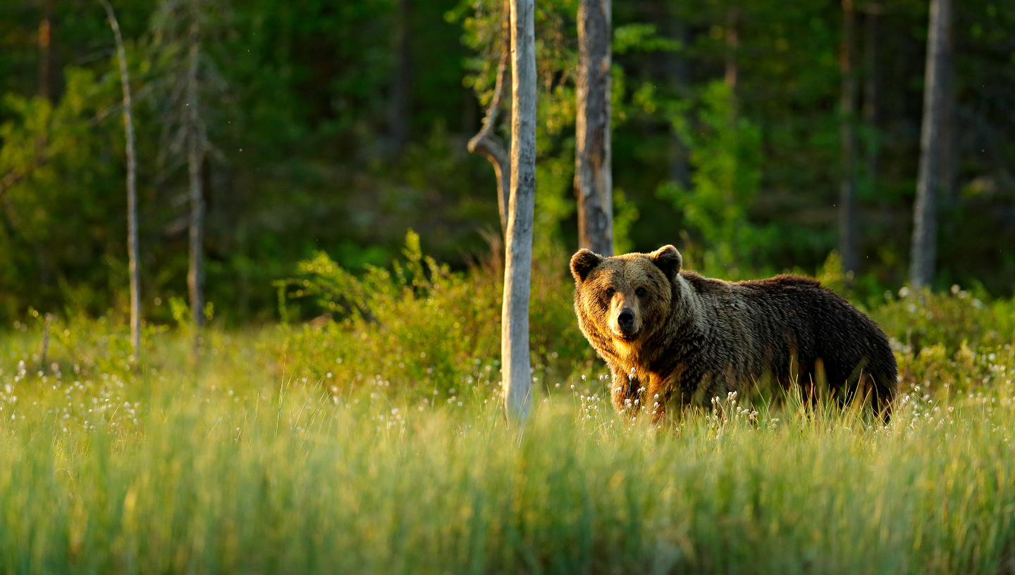 сколько медведей осталось