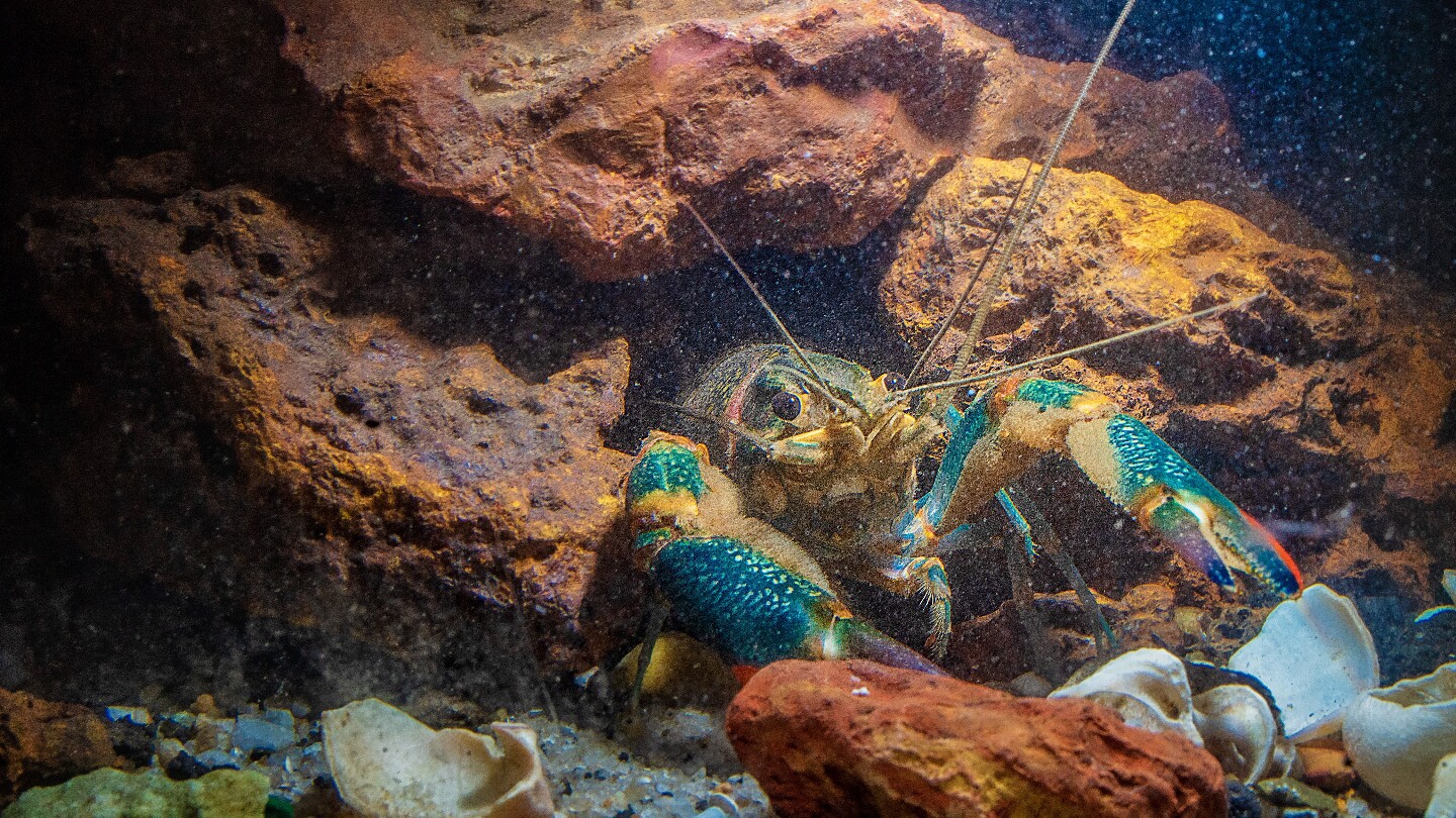 Пресноводный рак выползает из гнезда