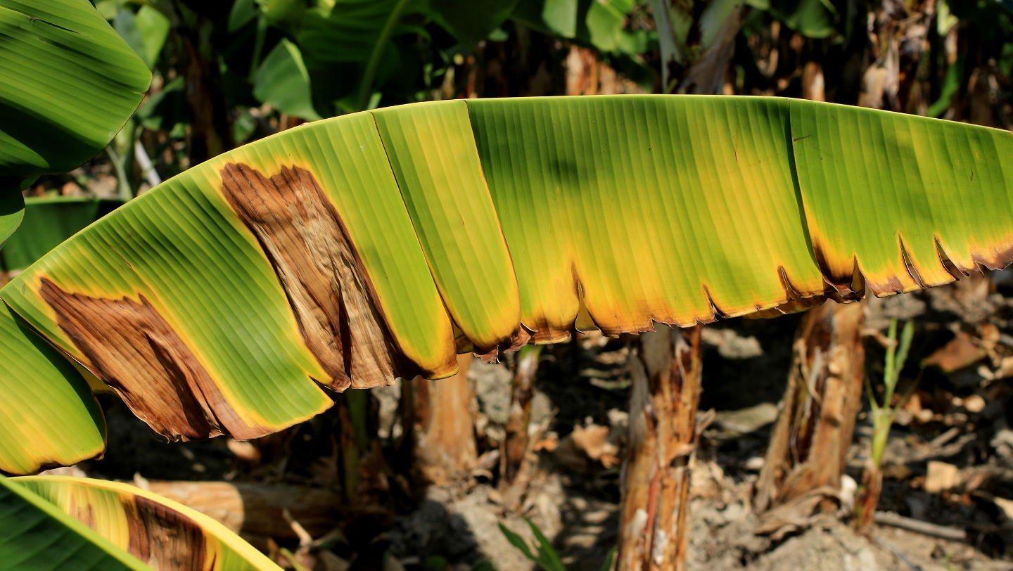 болезнь бананов