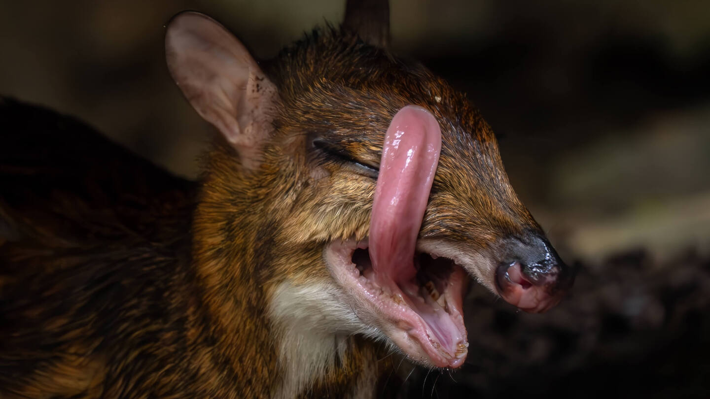 Интересные факты о малом оленьке