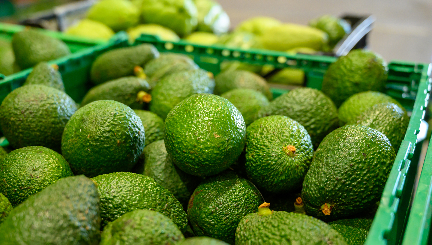 Авокадо в России